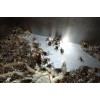 六安市霍山螃蟹苗多少錢一斤蟹苗繁育基地